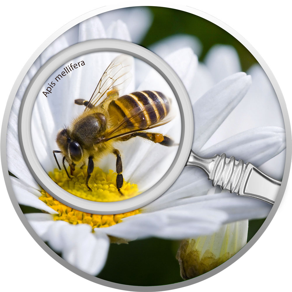 Sudraba Monēta - Slepenais dārzs - Medus bite 17,50 g, 999 Sudraba Monēta - Slepenais dārzs - Medus bite 17,50 g, 999